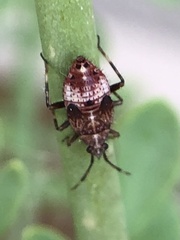 Deraeocoris flavilinea