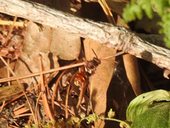 Nomada maculata