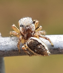 Pelegrina flavipes