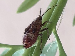 Deraeocoris flavilinea