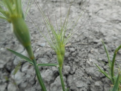 Aegilops