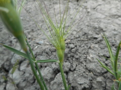 Aegilops