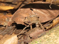 Leptodactylus petersii
