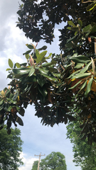 Magnolia grandiflora