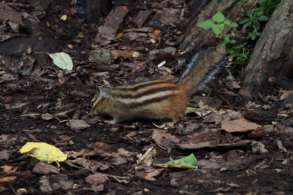 Siberian Chipmunk