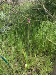 Allium aflatunense