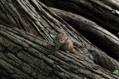 Eutamias sibiricus lineatus