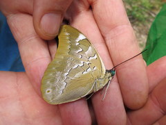 Mesoprepona pheridamas