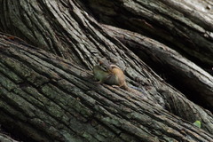 Eutamias sibiricus lineatus