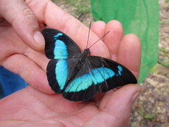 Mesoprepona pheridamas