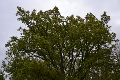 Quercus pauciradiata