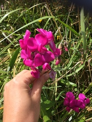 Lathyrus