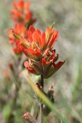 Castilleja brevilobata