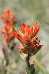 Castilleja brevilobata