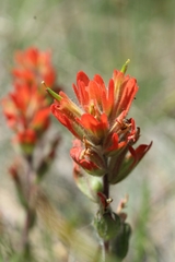 Castilleja brevilobata