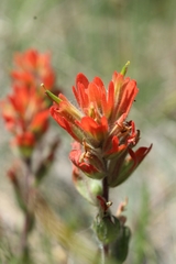 Castilleja brevilobata