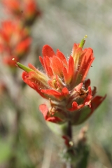 Castilleja brevilobata