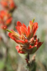 Castilleja brevilobata