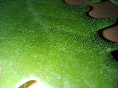 Quercus pauciradiata