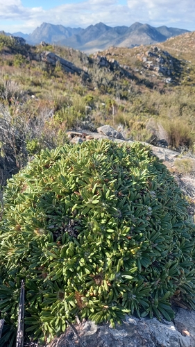 Image of Oldenburgia paradoxa by (c) kevin koen, some rights reserved (CC BY-SA)