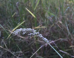 Anthenantia rufa