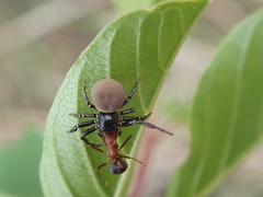 Xysticus alboniger