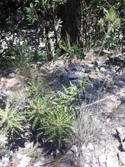 Ptilostemon hispanicus