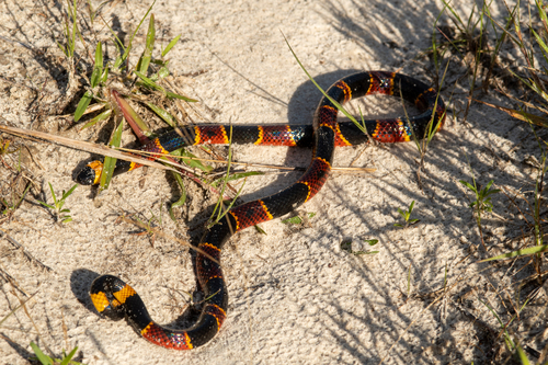 Eastern Coralsnake photographed in Delaware
