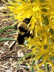 Bombus fervidus