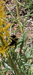 Bombus fervidus