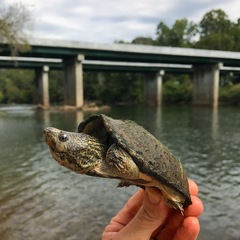 Sternotherus peltifer