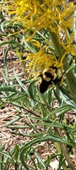 Bombus fervidus