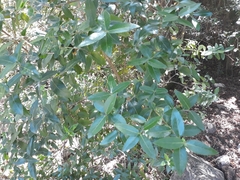 Phillyrea latifolia