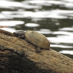 Sternotherus peltifer