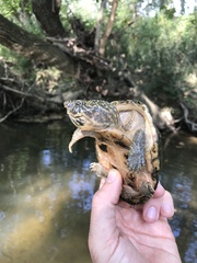 Sternotherus peltifer