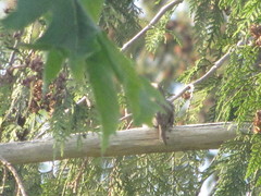 Haemorhous purpureus