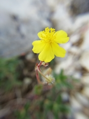 Pseudocistus