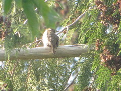 Haemorhous purpureus