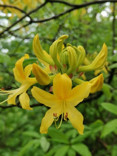 Rhododendron luteum