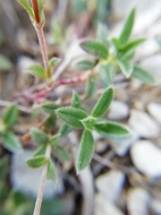 Pseudocistus