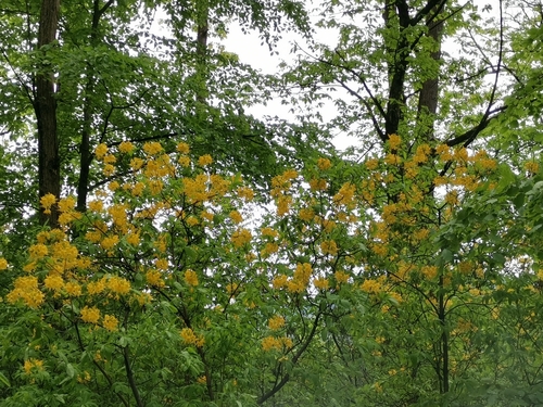 Rhododendron luteum