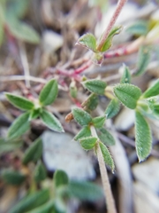 Pseudocistus