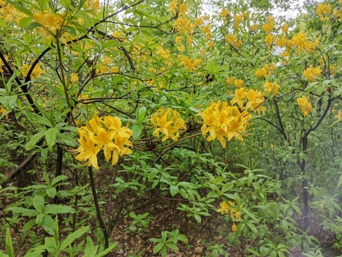 Rhododendron luteum