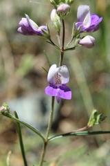 Collinsia linearis