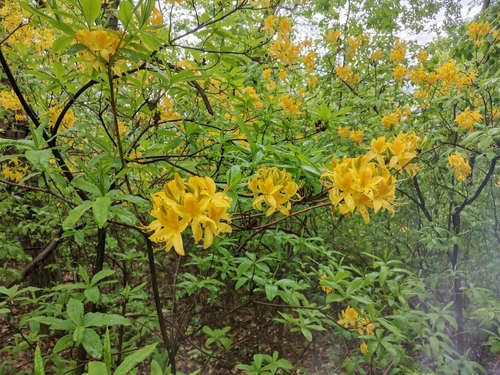Rhododendron luteum