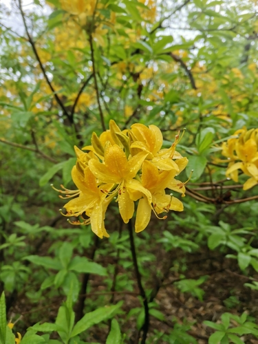Rhododendron luteum