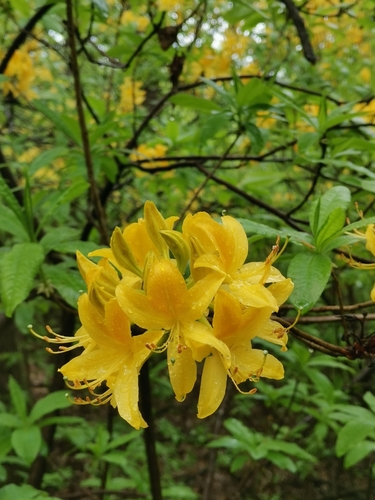 Rhododendron luteum