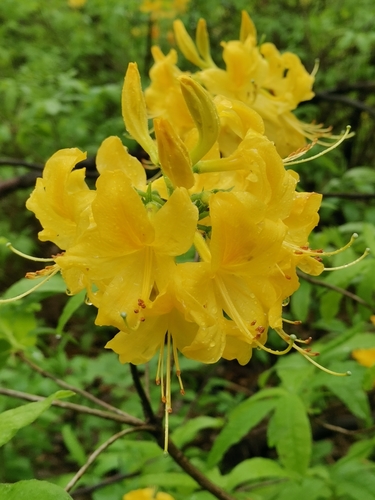 Rhododendron luteum