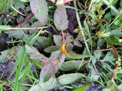 Triphragmium ulmariae