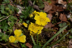 Potentilla crantzii
